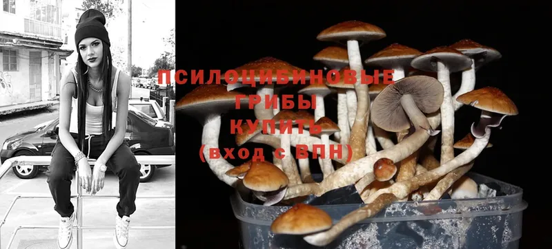 omg онион  Белая Холуница  Галлюциногенные грибы Cubensis 